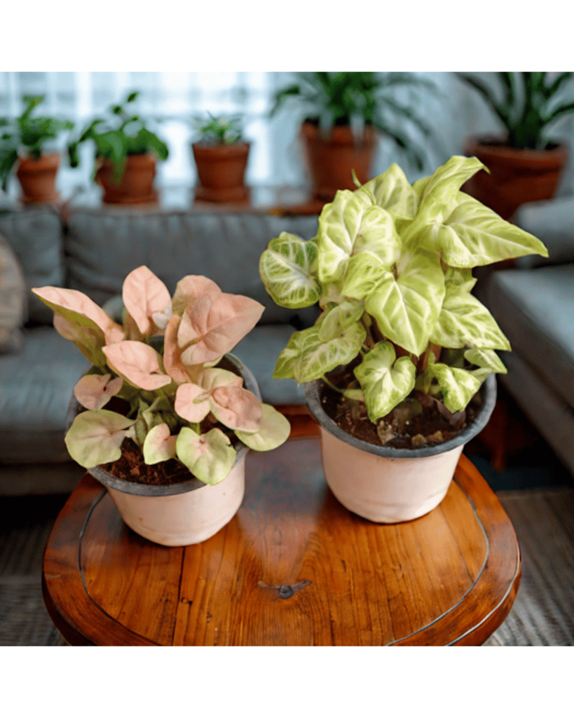 Set Of 2 - Syngonium (Pink & White) in 4 Inch White Nursery Pot