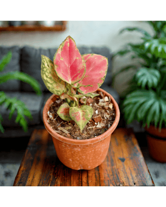 Aglaonema Red Ruby in 4 Inch Nursery Pot