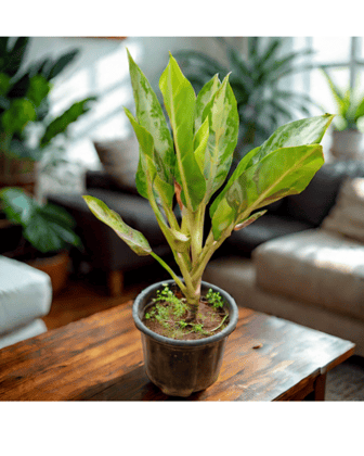 Aglaonema Silver Bay in 8 Inch Nursery Pot