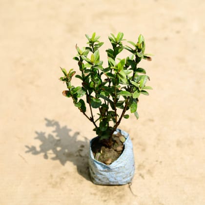 Ixora Pink in 4 Inch Nursery Bag