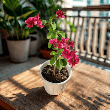 Bougainvillea (any colour) in 6 inch White Super Nursery Pot