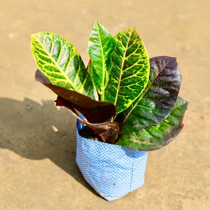 Croton Petra Red in 4 inch Nursery Bag