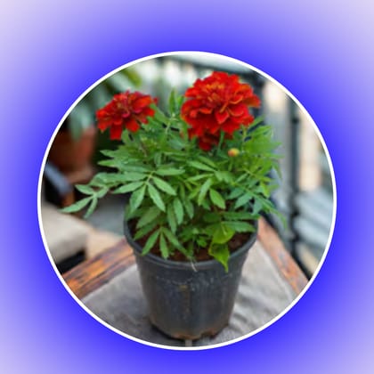 Marigold / Genda Red in 4 Inch Nursery Pot