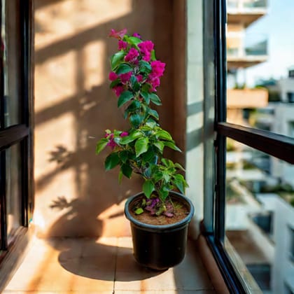 Bougainvillea Pink in 8 Inch Nursery Pot