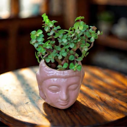 Lucky Jade in 4 Inch Buddha Ceramic Pot (any colour)