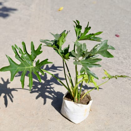 Buy Philodendron Selloum in 7 Inch Nursery bag | Urvann.com