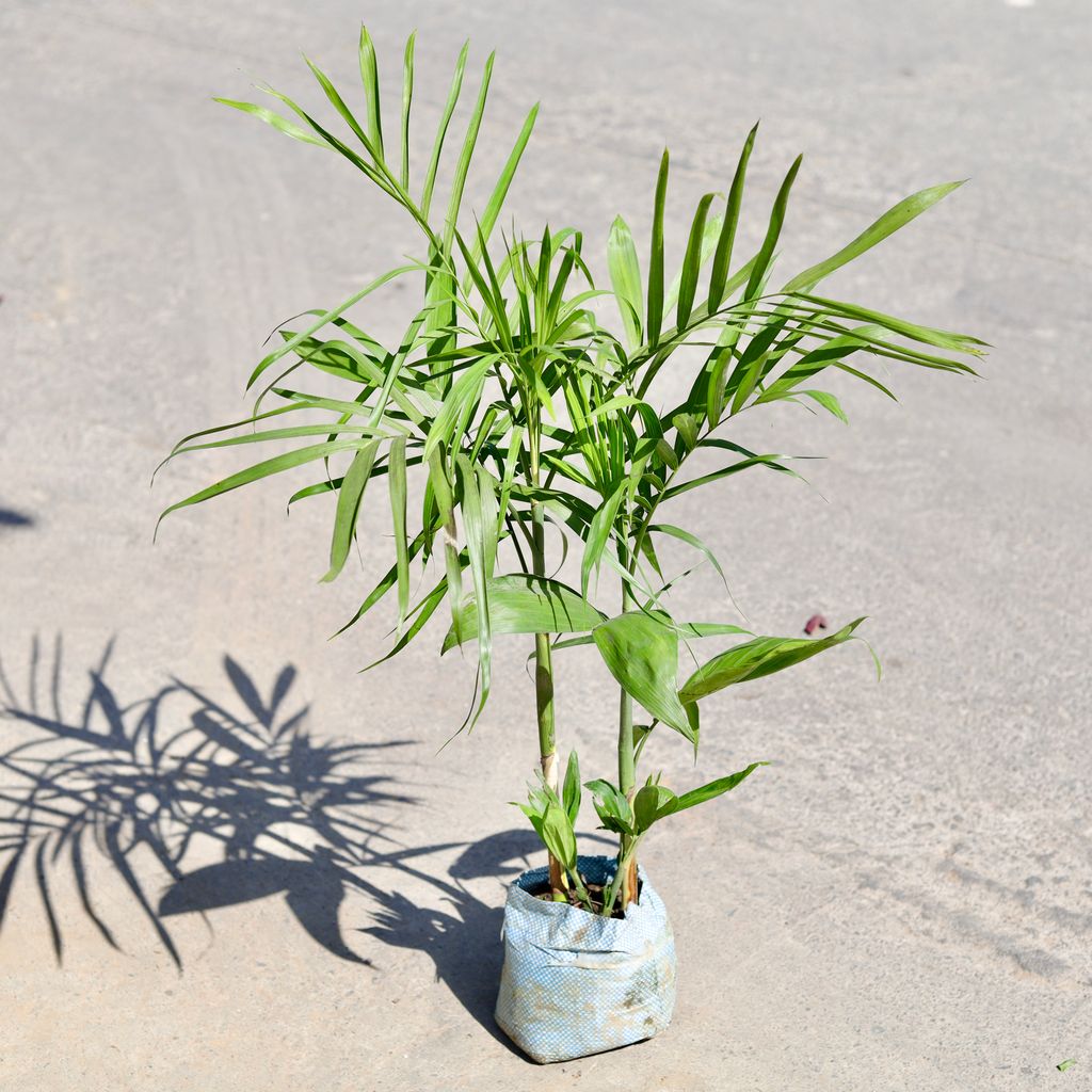 Cane Palm in 7 Inch Nursery bag