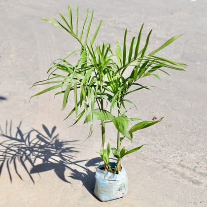 Buy Cane Palm in 7 Inch Nursery bag | Urvann.com