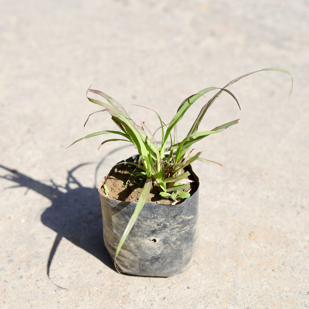 Lemon grass in 4 Inch Nursery bag