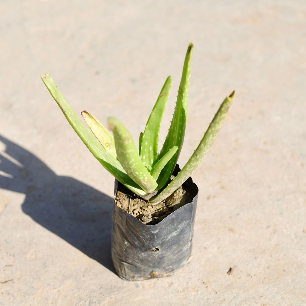 Aloevera in 4 Inch Nursery bag