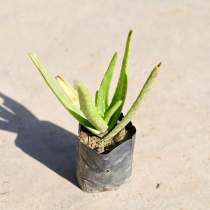 Buy Aloevera in 4 Inch Nursery bag | Urvann.com