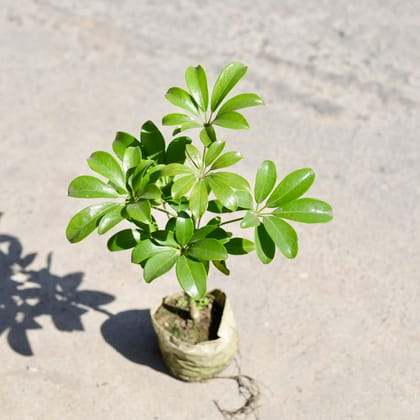 Buy Schefflera Green in 5 Inch Nursery bag | Urvann.com