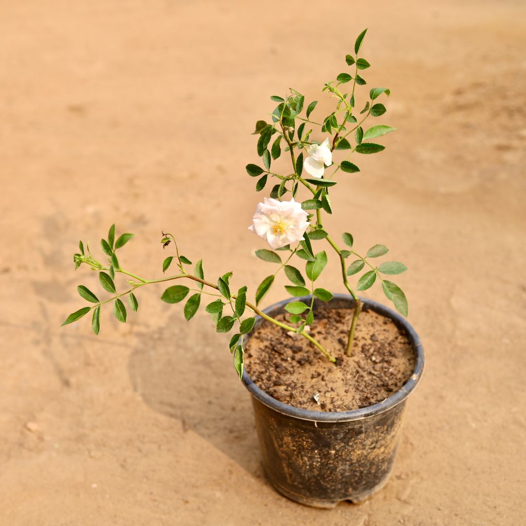 Desi Gulab / Rose (Any colour) in 6 Inch Nursery Pot