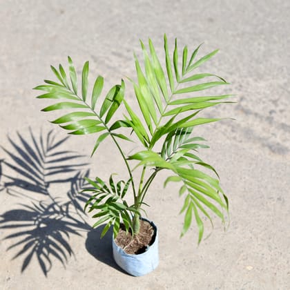 Buy Cane Palm in 5 Inch Nursery bag | Urvann.com