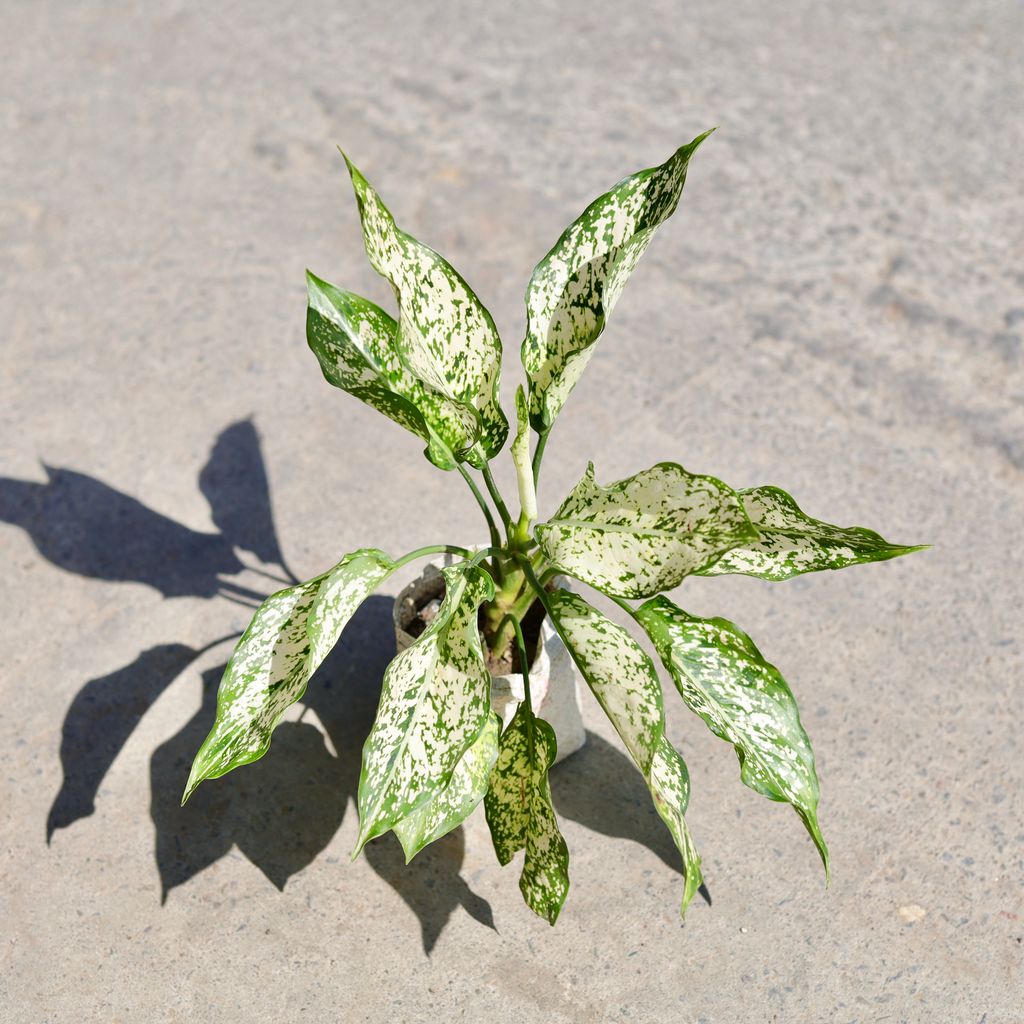 Aglaonema Snow White in 5 Inch Nursery bag