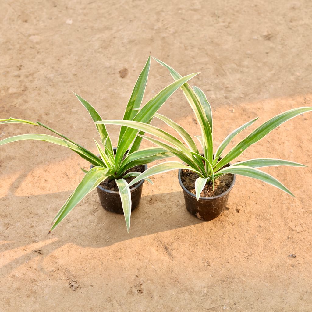 Set of 2 - Spider Plant in 4 Inch Nursery Pot