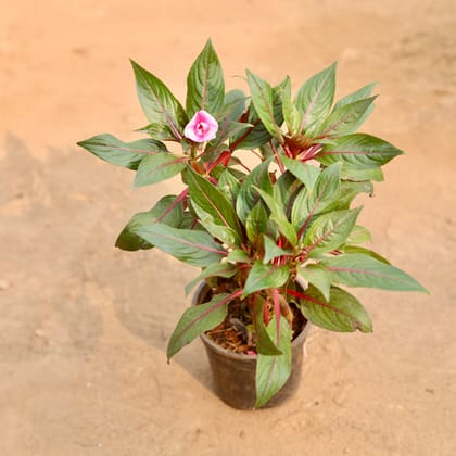 Buy Impatiens Balsamina (Any Colour) in 6 Inch Nursery Pot | Urvann.com