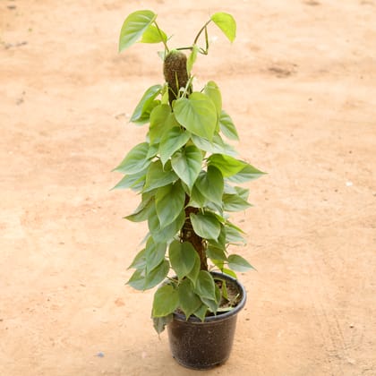 Buy Oxycardium Green in 10 Inch Nursery Pot | Urvann.com