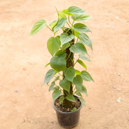 Buy Oxycardium Green 3 (~ 3 Ft) in 10 Inch Nursery Pot | Urvann.com