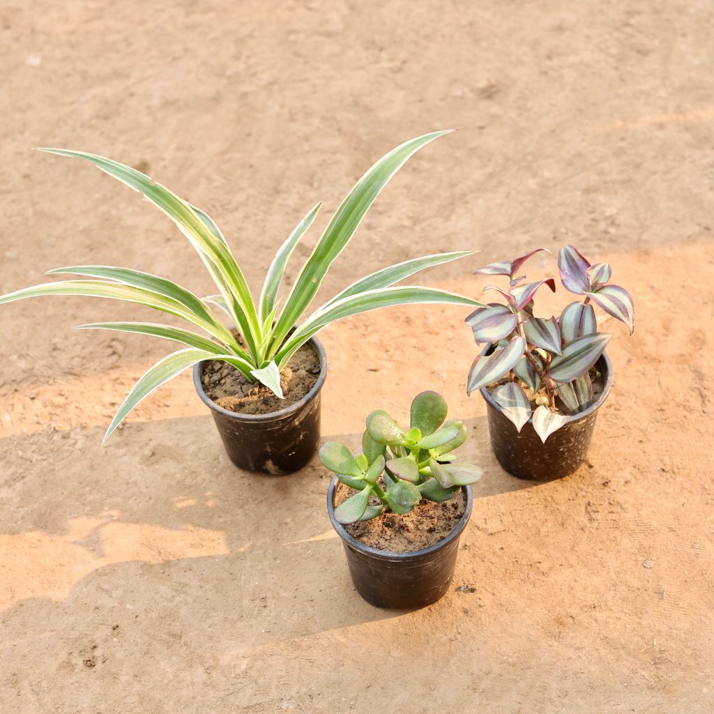 Set of 3 - Spider Plant, Crassula & Wandering Jew in 4 Inch Nursery Pot