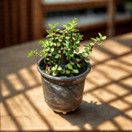 Free Gift - Lucky Jade Plant in 4 inch Nursery Pot - Flash Sale