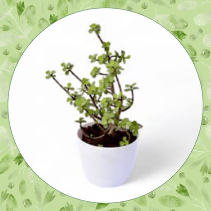 Free Gift - Lucky Jade in 4 Inch Premium Orchid Round Plastic Pot - Flash Sale (colour may vary)