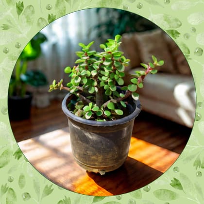 Free Gift - Lucky Jade Plant in 4 inch Nursery Pot - Flash Sale