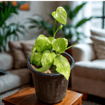 Money Plant Green in 6 inch Black Nursery Pot