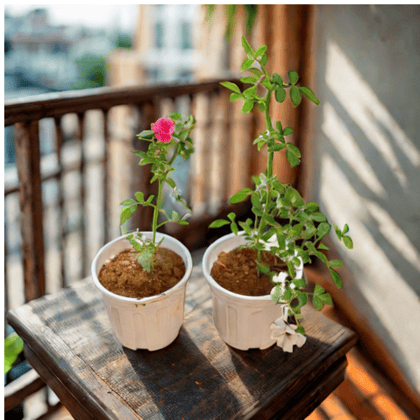 Roseful Delight - Set of 2 - Rose (White & Red) in 6 Inch White Super Nursery Pot