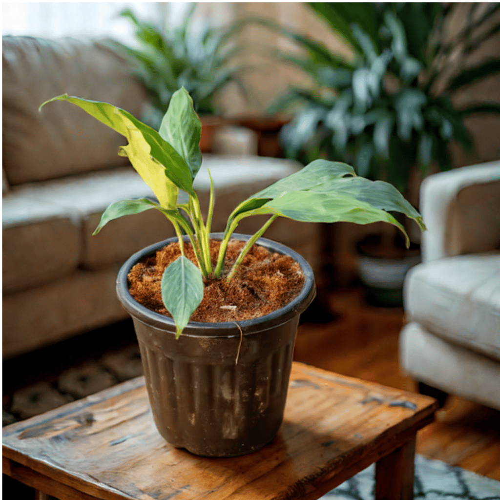 Peace Lily in 6 Inch Black Super Nursery Pot