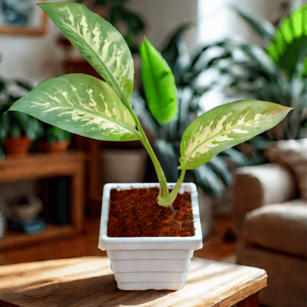 Dieffenbachia Seguine  in 6 Inch White Marble Premium Orchid Square Plastic Pot