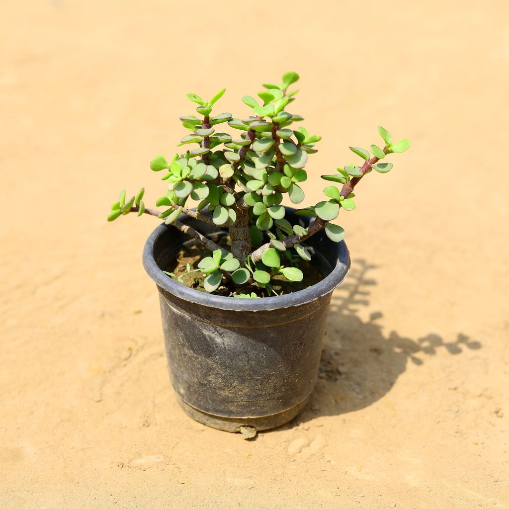 Free Gift - Lucky Jade Plant in 4 inch Nursery Pot - Flash Sale