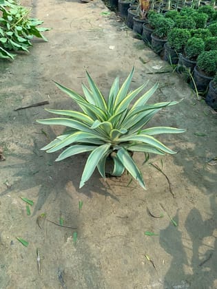 Buy Agave Verigated in 8 Inch Plastic Pot Online | Urvann.com