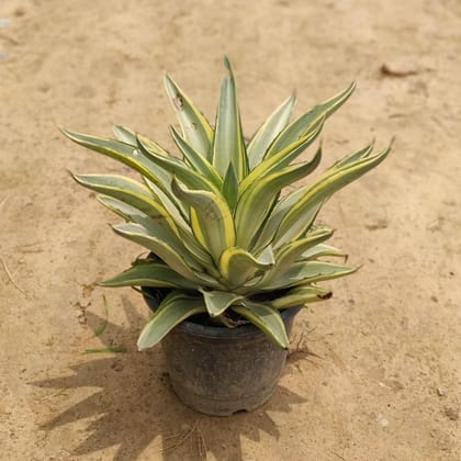 Buy Agave Variegated in 8 Inch Plastic Pot Online | Urvann.com