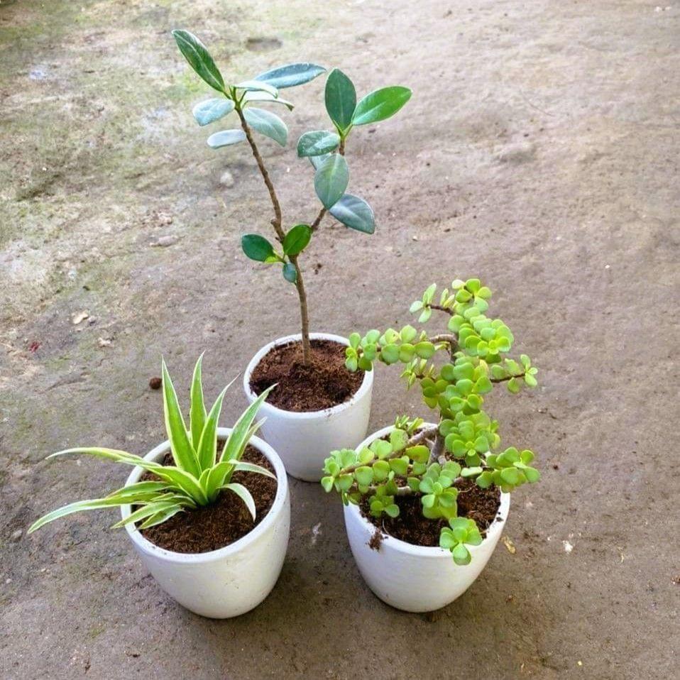 Set of 3 - Spider, long island & Jade in 4 Inch White Cup Ceramic Pot