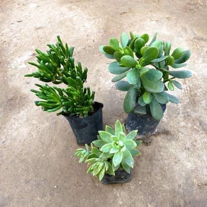 Buy Set of 3 - Crassula Ovata, Crassula Finger & Sedum Adorn Succulent in 3 Inch Nursery Bag Online | Urvann.com