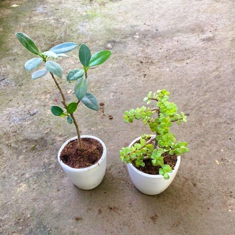 Set of 2 - long iceland & Jade in 4 Inch White Cup Ceramic Pot