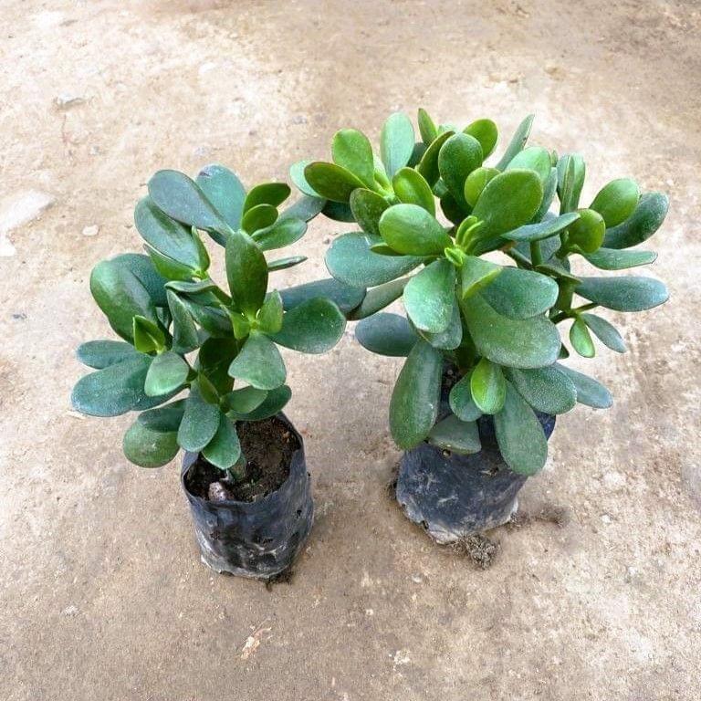 Set of 2 - Crassula Ovata Succulent in 3 Inch Nursery Bag