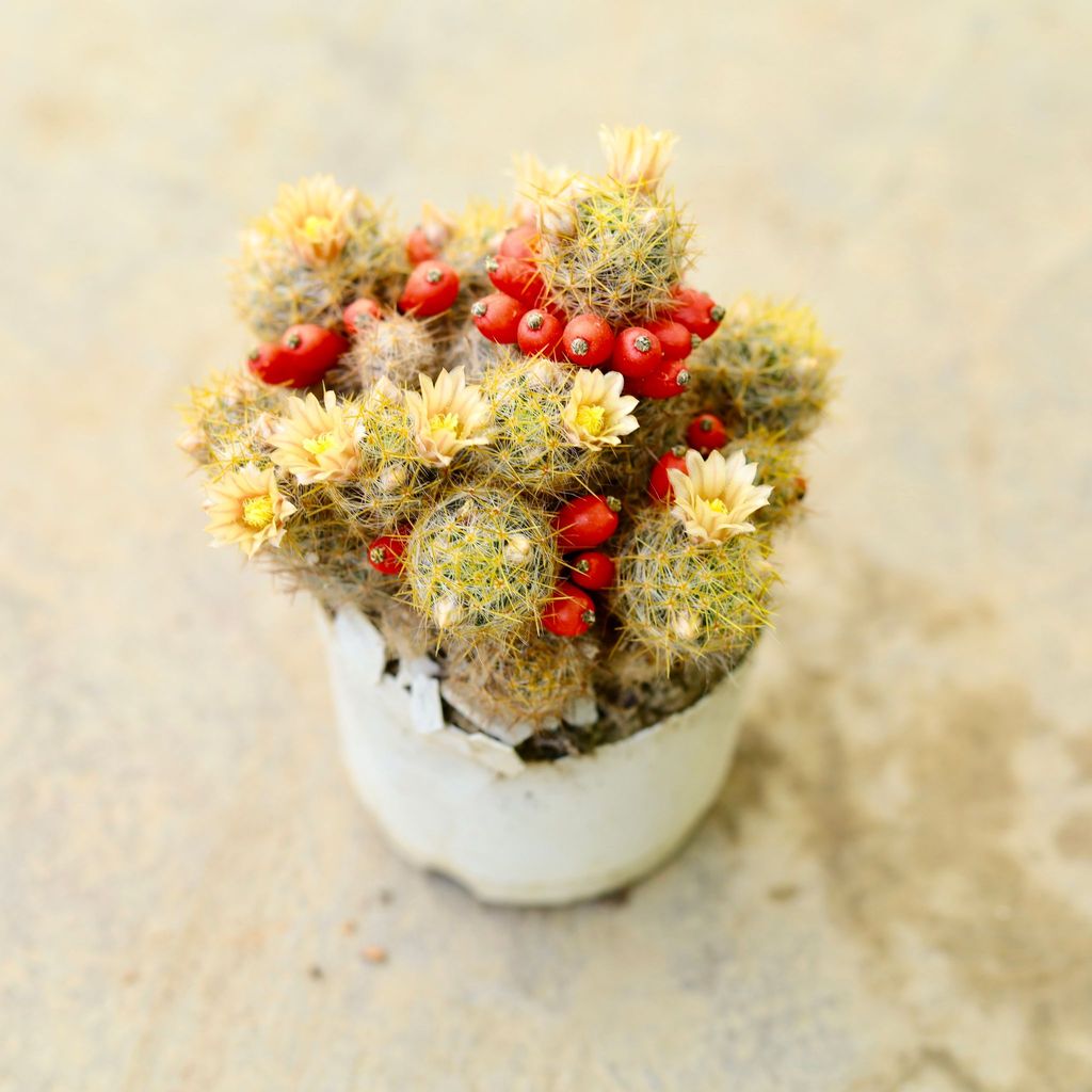 Mammillaria prolifera Head Cactus in 3 Inch Nursery Pot