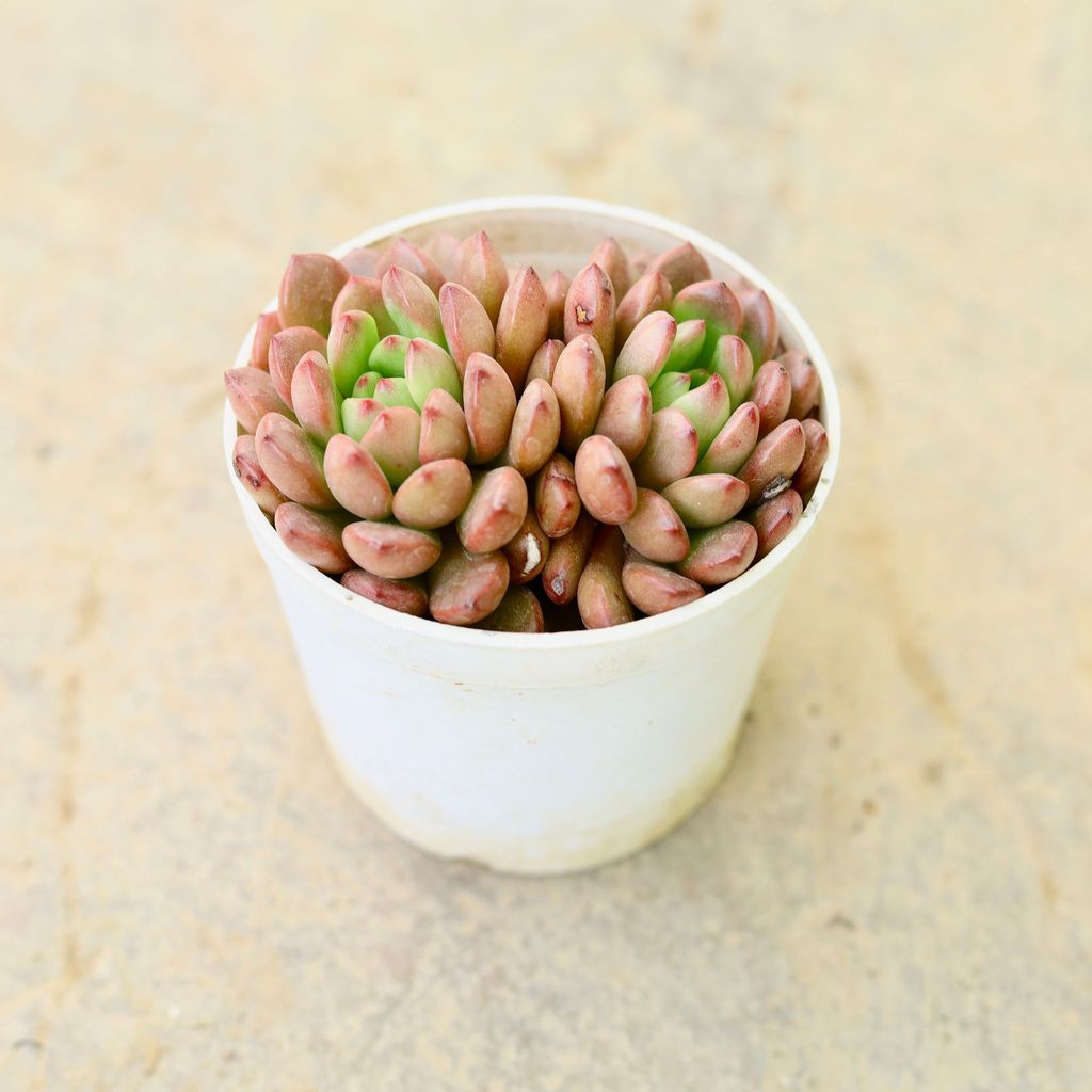 Echeveria Red Succulent in 4 Inch Nursery Pot