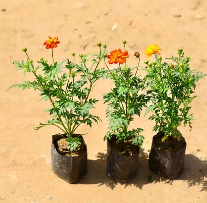 Set of 3 - Cosmos (any colour) in 4 inch Nursery Bag