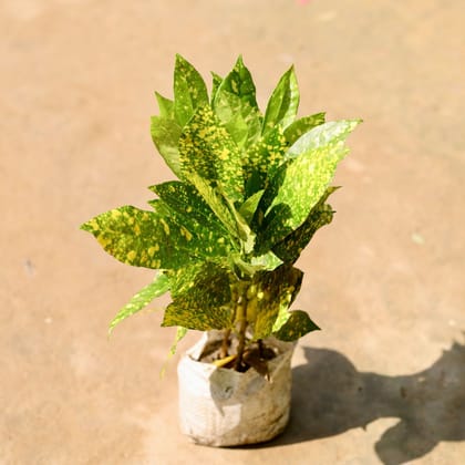 Baby Croton in 4 Inch Nursery Bag