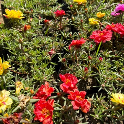 Set of 3 - Portulaca Moss rose (any colour) in 4 Inch Nursery Bag