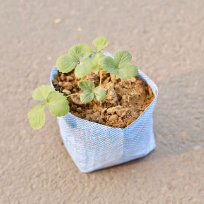 Buy Strawberry in 7 Inch Nursery Bag Online | Urvann.com