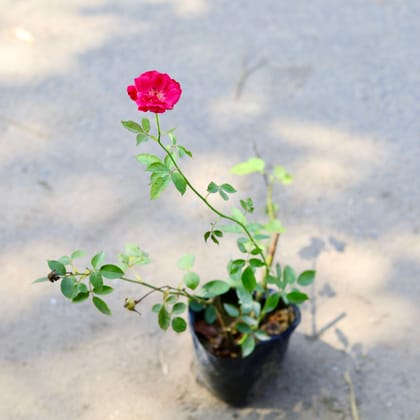 Buy Rose Desi (Any Colour) in 4 Inch Nursery Bag Online | Urvann.com