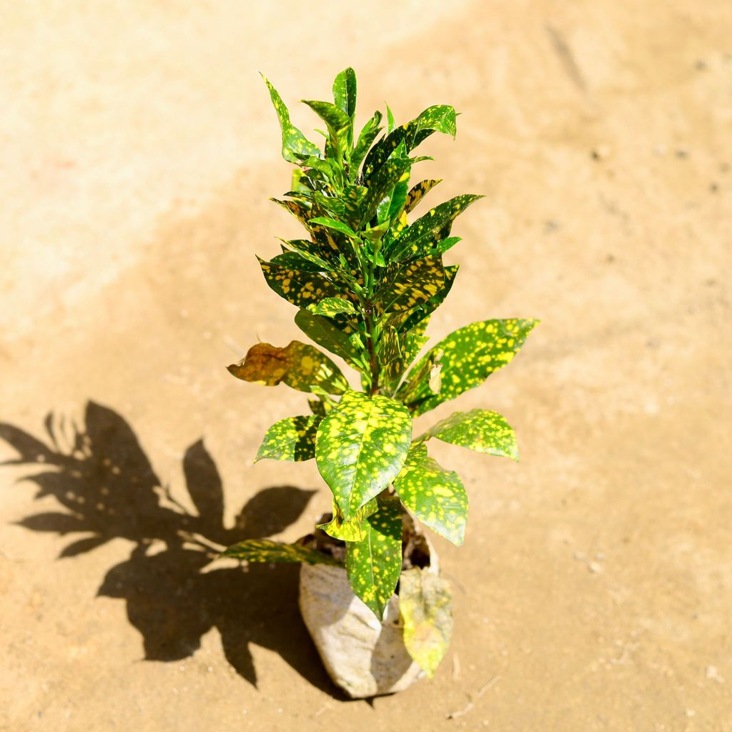 Baby Croton Gold Star in 4 Inch Nursery Bag