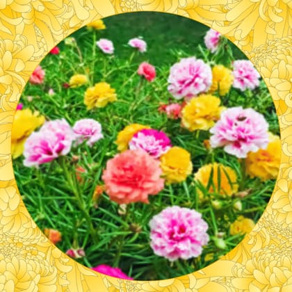 Free Gift - Portulaca Mixed Seeds - Excellent Germination - Flash Sale