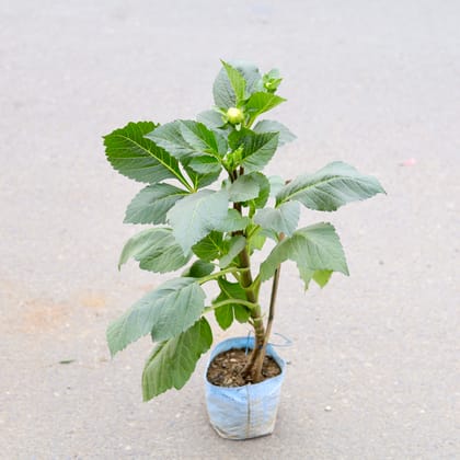 Buy Dahlia (Any Colour) in 7 Inch Nursery bag | Urvann.com