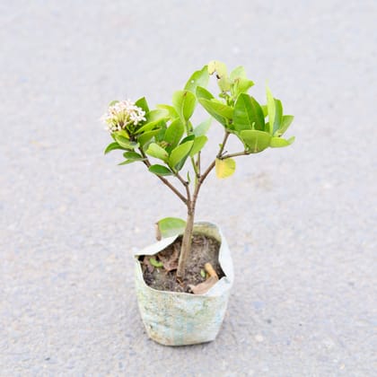 Buy Ixora (Any Colour) in 4 Inch Nursery bag | Urvann.com