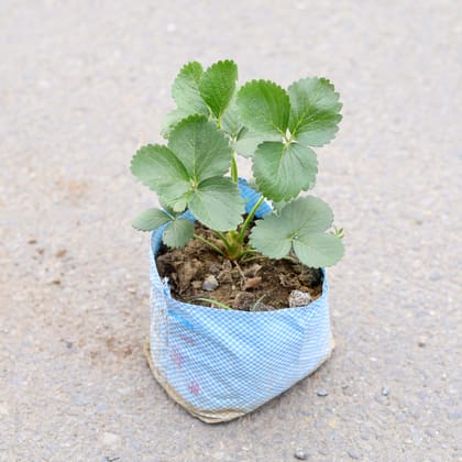 Buy Strawberry in 7 Inch Nursery bag | Urvann.com